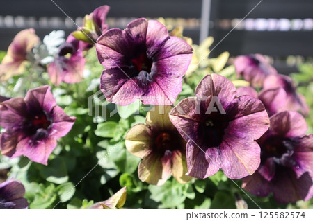 矮牽牛影子，一種會變色的花 125582574