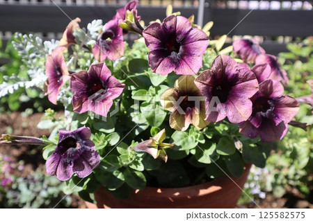 Petunia Shadow Potted Petunia Shadow Potted 125582575