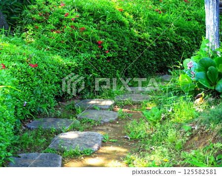A cool walking path in the summer A cool walking path in the summer 125582581