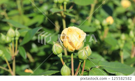 Yellow Roses Ibaraki Flower Park Yellow Roses Ibaraki Flower Park 125582582