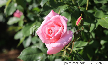 Rose of pink Rose of pink 125582689