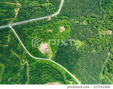 Top view Palm trees plantation forest beautiful green nature background 125582806