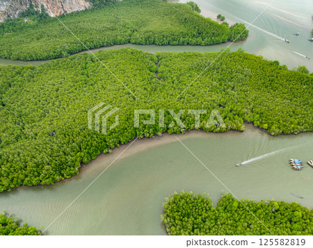 Amazing abundant mangrove forest, Aerial view of forest trees Rainforest ecosystem and healthy environment background, Texture of green trees forest top down,High angle view wide angle lens 125582819