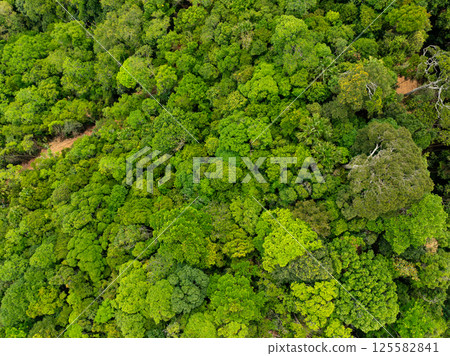 Top view green forest trees background, Beautiful green nature background Top view green forest trees background, Beautiful green nature background 125582841