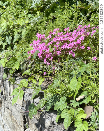 Spring pink flowers with green leaves on town streets, Italy. Stone wall and building. Seasons and nature. Background for design. Spring pink flowers with green leaves on town streets, Italy. Stone wall and building. Seasons and nature. Background for design. 125582899