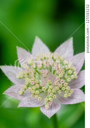 夏日花園盛開的淺紫色 astrantia 125583232