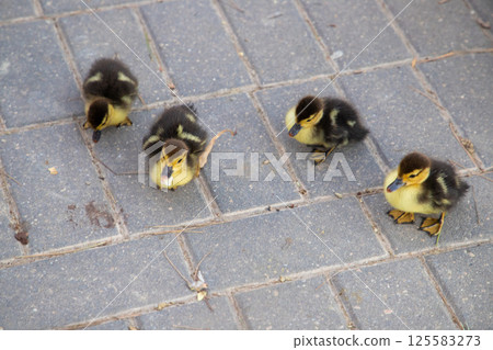 Cute ducklings exploring pavement outdoors Cute ducklings exploring pavement outdoors 125583273
