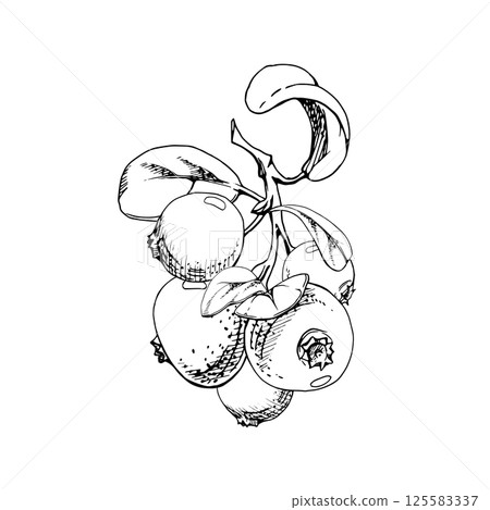 Lingonberry cranberry on branch with green leaves, ripe forest berry wintergreen bearberry teaberry cluster group, vector hand drawn in ink. Isolated botanical illustration. Farmers market, cafe menu Lingonberry cranberry on branch with green leaves, ripe forest berry wintergreen bearberry teaberry cluster group, vector hand drawn in ink. Isolated botanical illustration. Farmers market, cafe menu 125583337