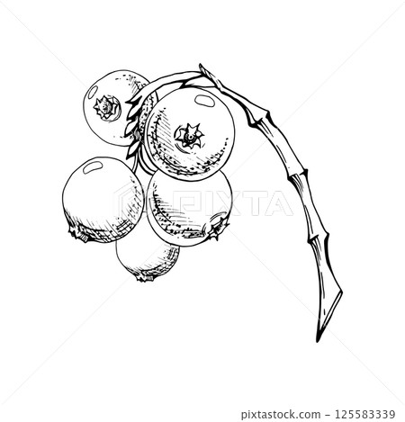 Cranberry lingonberry cluster bunch on branch, ripe swamp forest berry teaberry bearberry wintergreen, vector ink hand drawn. Isolated botanical illustration. Restaurant, dessert menu, farmers market Cranberry lingonberry cluster bunch on branch, ripe swamp forest berry teaberry bearberry wintergreen, vector ink hand drawn. Isolated botanical illustration. Restaurant, dessert menu, farmers market 125583339