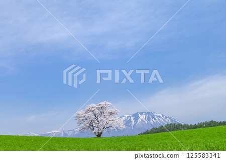 岩手縣 一株盛開的櫻花樹和岩手山 岩手縣 一株盛開的櫻花樹和岩手山 125583341