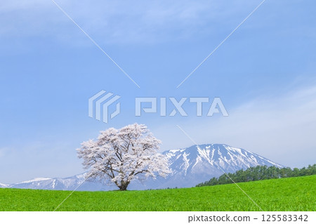 岩手縣 一株盛開的櫻花樹和岩手山 125583342