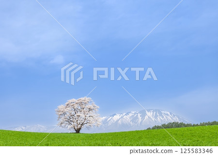 岩手縣 一株盛開的櫻花樹和岩手山 125583346
