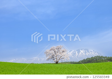 岩手縣 一株盛開的櫻花樹和岩手山 125583349