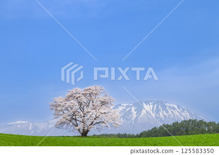 "Iwate Prefecture" A single cherry tree in full bloom and Mt. Iwate "Iwate Prefecture" A single cherry tree in full bloom and Mt. Iwate 125583350