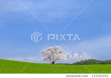 "Iwate Prefecture" A single cherry tree in full bloom and Mt. Iwate 125583352