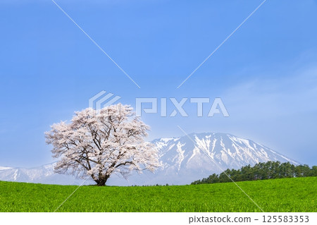 岩手縣 一株盛開的櫻花樹和岩手山 125583353