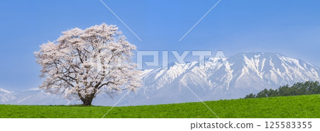 岩手縣 一株盛開的櫻花樹和岩手山 岩手縣 一株盛開的櫻花樹和岩手山 125583355