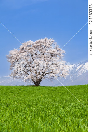 "Iwate Prefecture" A single cherry tree in full bloom and Mt. Iwate 125583358