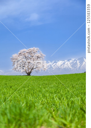"Iwate Prefecture" A single cherry tree in full bloom and Mt. Iwate "Iwate Prefecture" A single cherry tree in full bloom and Mt. Iwate 125583359