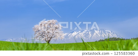 "Iwate Prefecture" A single cherry tree in full bloom and Mt. Iwate 125583360