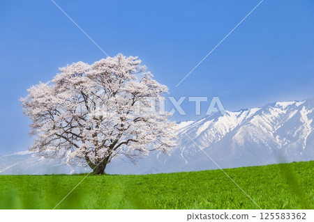 岩手縣 一株盛開的櫻花樹和岩手山 岩手縣 一株盛開的櫻花樹和岩手山 125583362