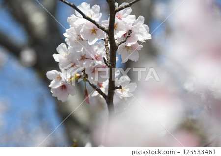 櫻花盛開預示著春天的到來 櫻花盛開預示著春天的到來 125583461