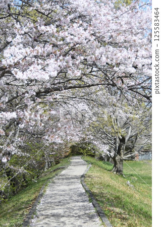 Road with cherry blossoms Road with cherry blossoms 125583464