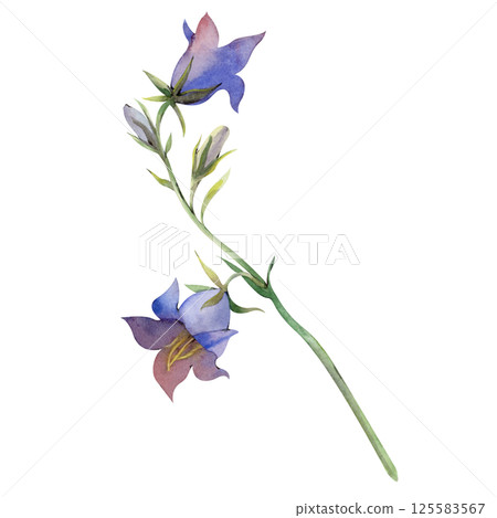Beautiful blue bell on a white background. Hand-drawn watercolor illustration of wildflowers. The botanical illustration is isolated on a white background. Summer theme. 125583567