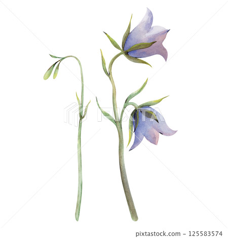 Watercolor wildflowers, hand-painted bluebells. The botanical illustration is isolated on a white background. For summer design. For greeting cards, invitations, summer weddings. 125583574
