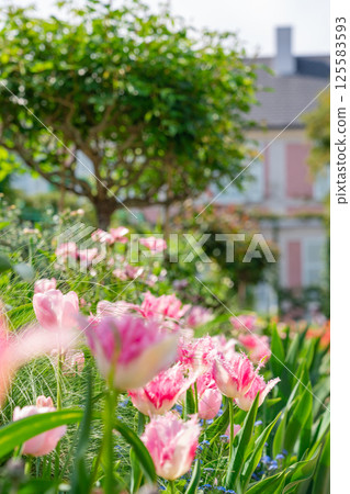 Spring at Lake Hamana Garden Park, flowers in full bloom (Hamamatsu City, Shizuoka Prefecture) Spring at Lake Hamana Garden Park, flowers in full bloom (Hamamatsu City, Shizuoka Prefecture) 125583593