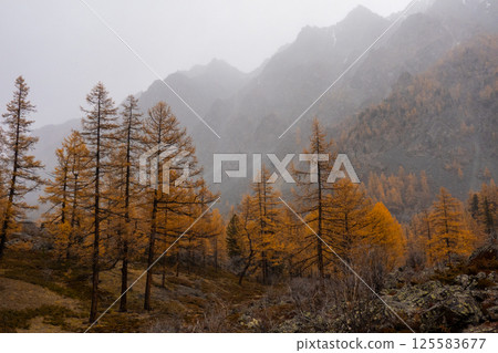 Misty highlands with yellow larch trees in autumn season at mountain slopes 125583677