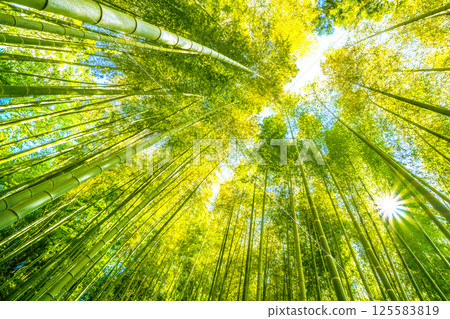 Yokohama cityscape in Japan: Yellow bamboo forest and sunlight shining through... a ray of hope... = April 29th 125583819