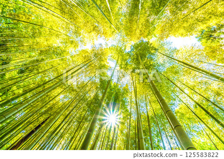 Yokohama cityscape in Japan: Yellow bamboo forest and sunlight shining through... a ray of hope... = April 29th Yokohama cityscape in Japan: Yellow bamboo forest and sunlight shining through... a ray of hope... = April 29th 125583822