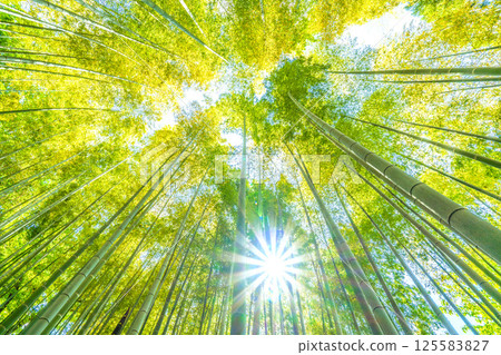 日本橫濱的城市景觀：黃色的竹林和陽光透過…一線希望…= 4 月 29 日 125583827