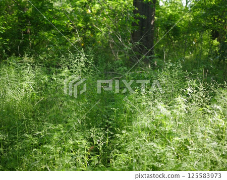 A small waterfall in the forest; The strength of the trees; The joy of young leaves; Enjoying forest bathing; Copy space; Feeling soothed by the greenery 125583973