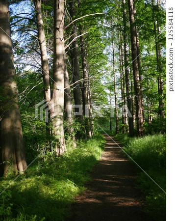 A gravel road through a forest of fresh green leaves. You can enjoy forest bathing. Relaxing in the forest. Copy space. 125584118