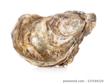 Oyster on white background 125584220