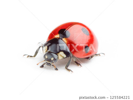 Ladybug on white background 125584221