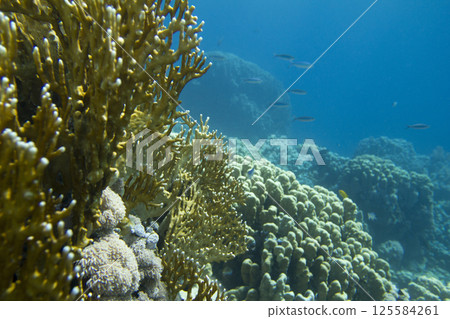 Underwater Scene With Coral Reef Underwater Scene With Coral Reef 125584261
