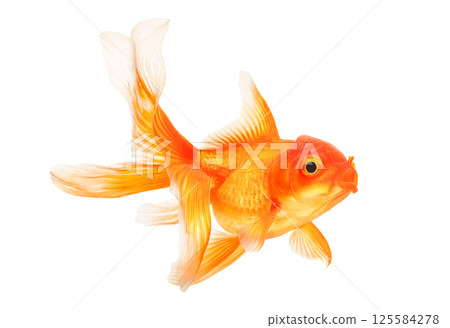 Gold fish on white background Gold fish on white background 125584278