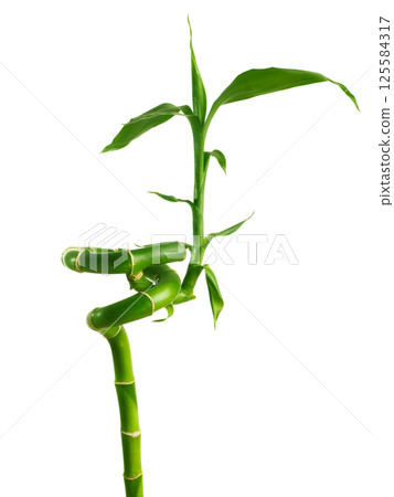 Lucky bamboo 125584317