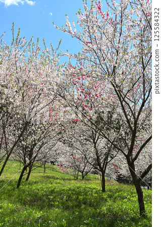 Peach Blossom Peach Blossom 125584322