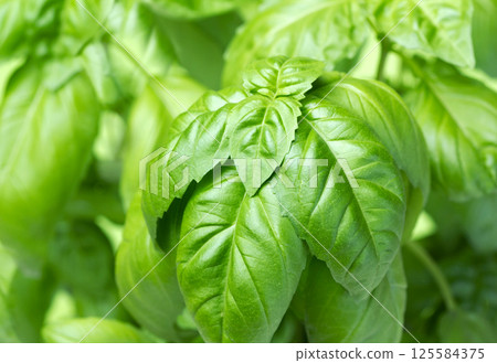 Basil green plants with flowers growing 125584375