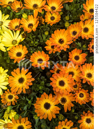 Vibrant orange and yellow daisies in full bloom in a spring garden Vibrant orange and yellow daisies in full bloom in a spring garden 125584422