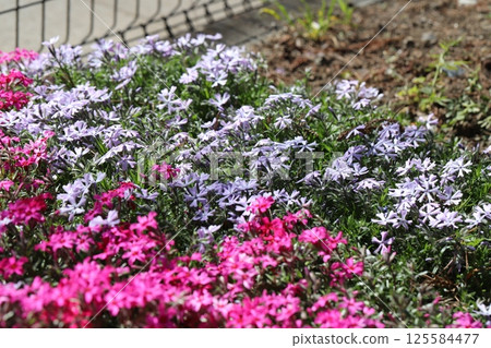 Light purple and pink Moss Phlox flowers blooming in a spring garden 125584477