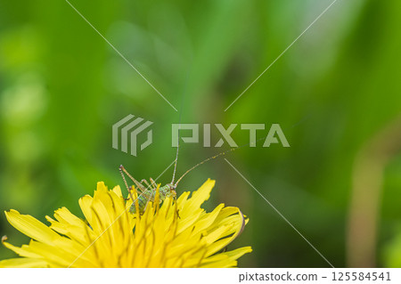 蒲公英上的蚱蜢幼蟲 蒲公英上的蚱蜢幼蟲 125584541