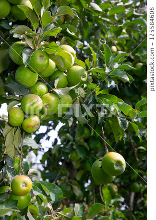 Green apples hanging on tree in orchard 125584608