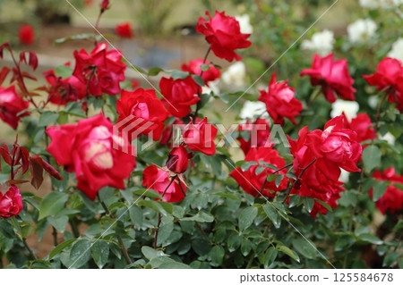 荒尾市少女公民花壇玫瑰花, 荒尾市少女公民花壇玫瑰花, 125584678