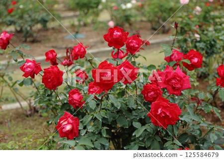 荒尾市少女公民花壇玫瑰花, 荒尾市少女公民花壇玫瑰花, 125584679