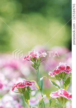 Red carnation flowers 125584741